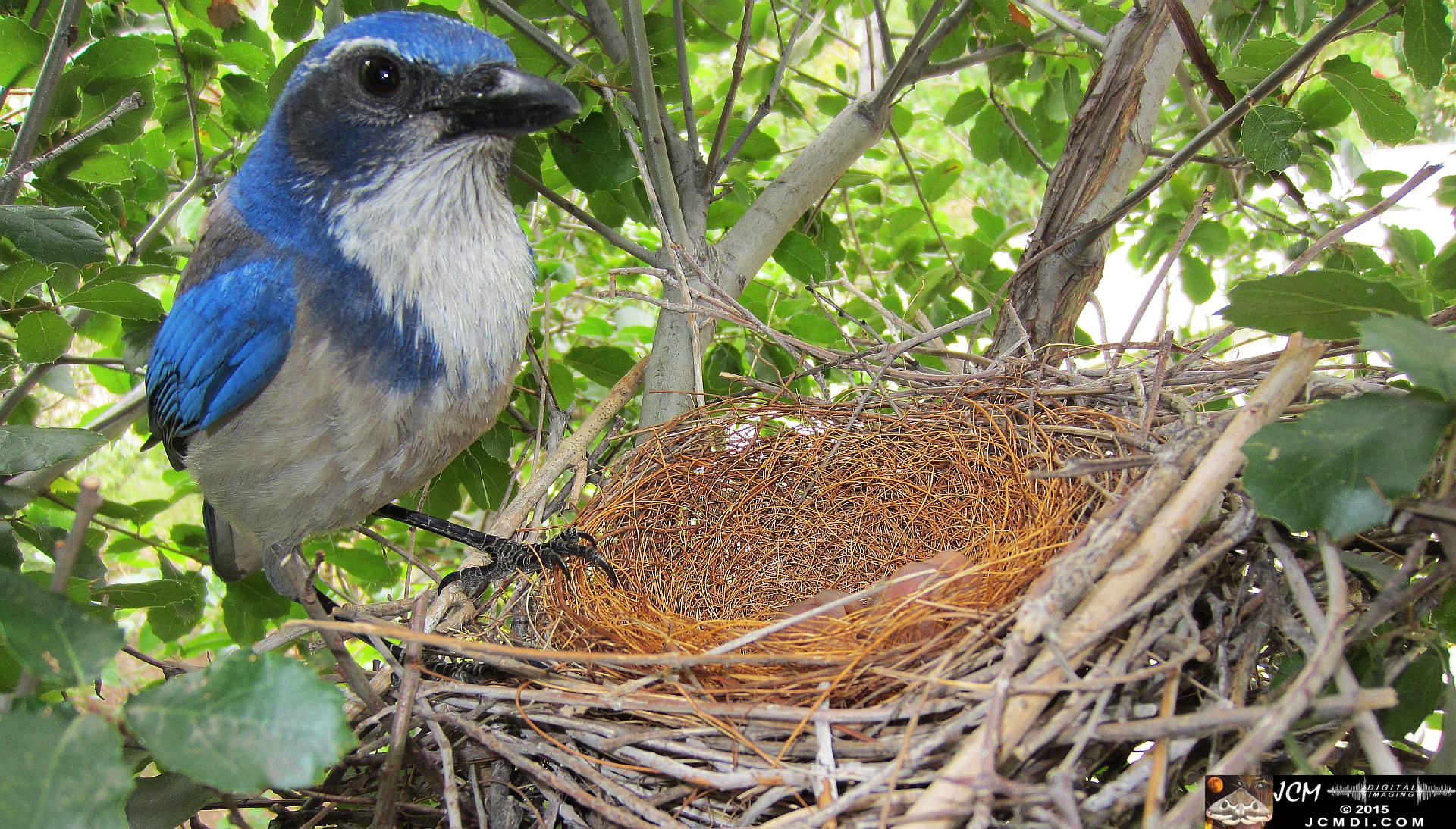 Scrub jay and chicks HS300 stills in Santa Clarita, Ca jcmdi.com